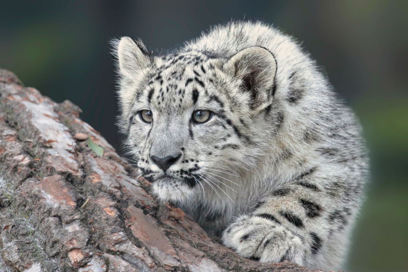 The Gentle Fight to Keep the Planet Alive