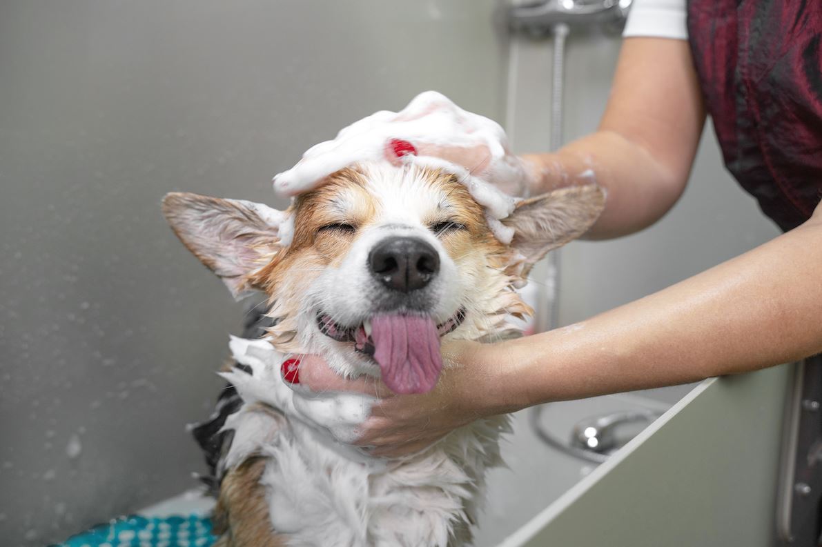 Clean Care as the Foundation of Companionship