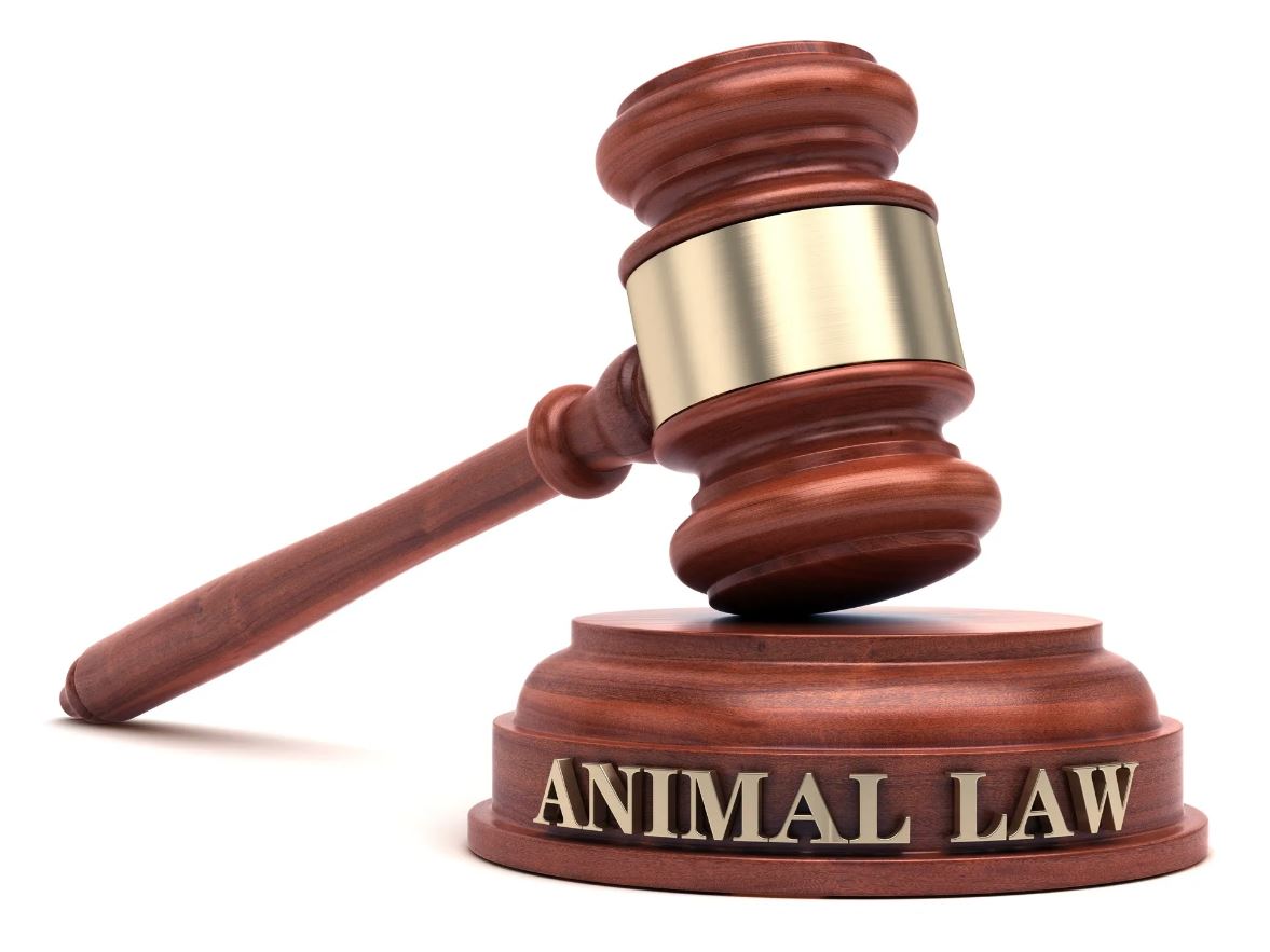 The Global Evolution of Ethics and Animal Protection