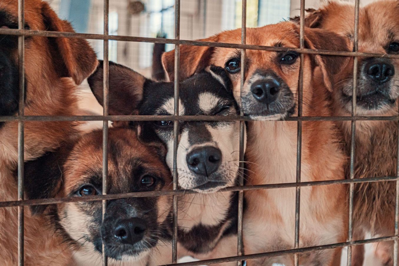Across the Fence of Fear and into Trust